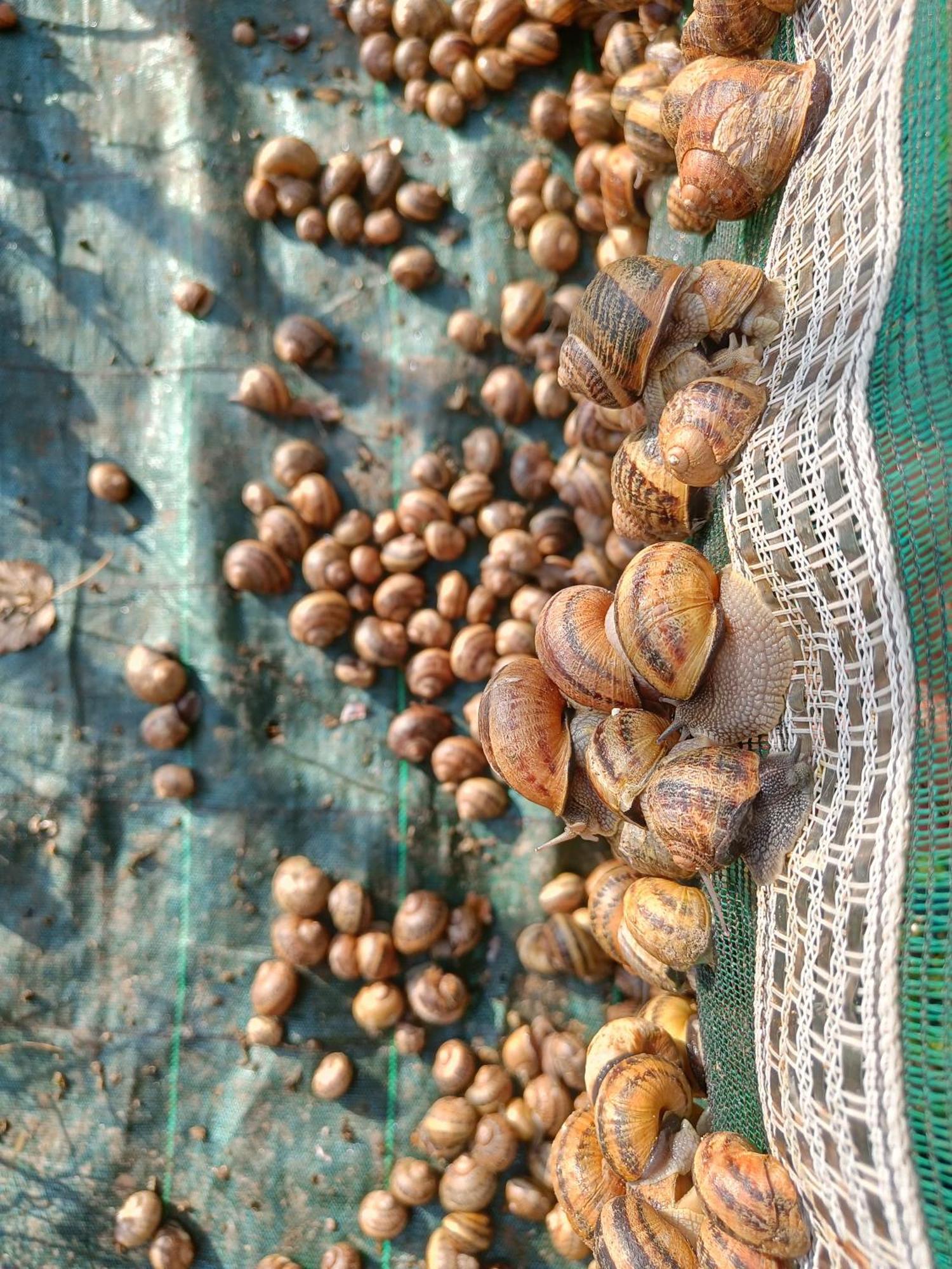L'Escargoterie De La Forge - Immersion Champetre Uzemain Ngoại thất bức ảnh